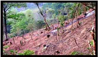 Tala y quema del bosque serranía de coraza Tala y quema del bosque serranía de coraza